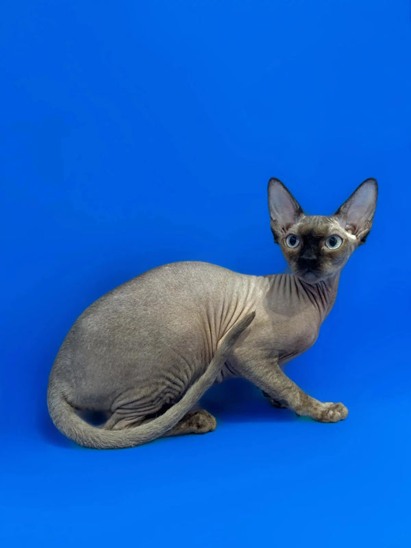 Hairless Sphynx kitten with wrinkled gray skin and big ears against a blue background