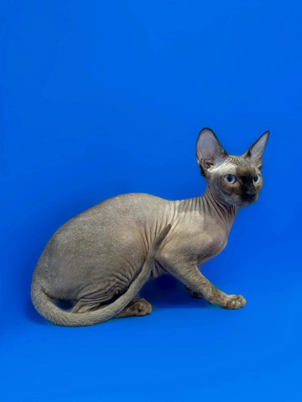Hairless Sphynx kitten relaxing against a cool blue backdrop for Zaury