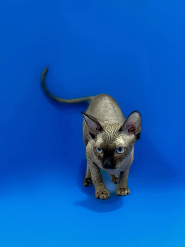 Adorable Hairless Sphynx kitten with blue eyes and wrinkled skin in Zaury product