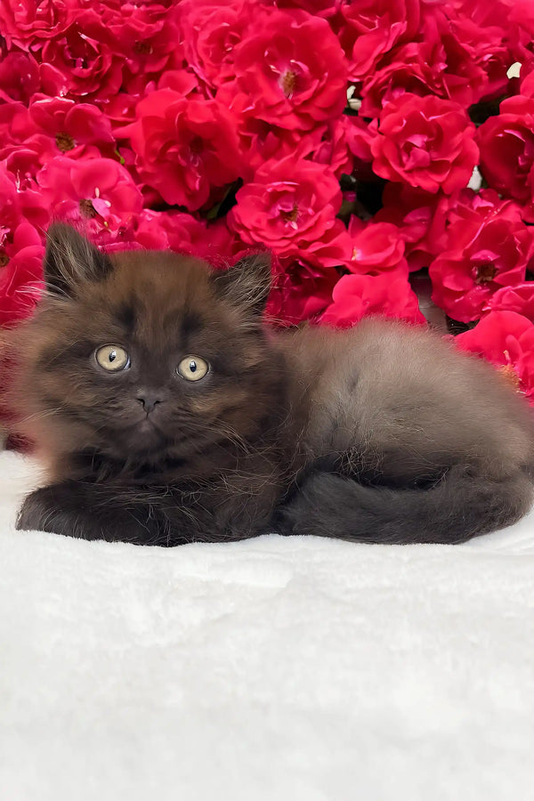 Zedan | british longhair kitten