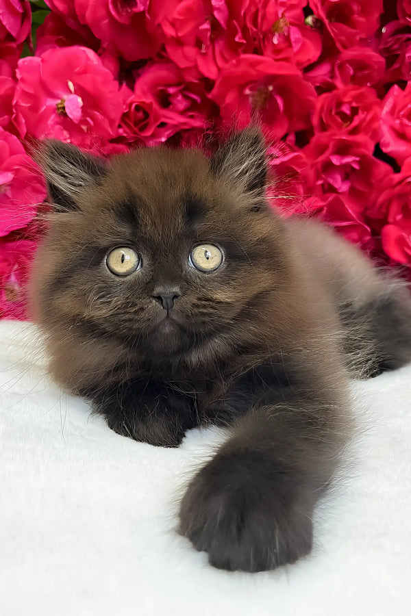 Zedan | british longhair kitten
