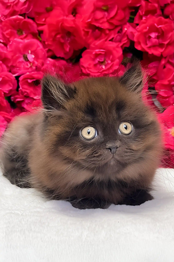 Zedan | british longhair kitten