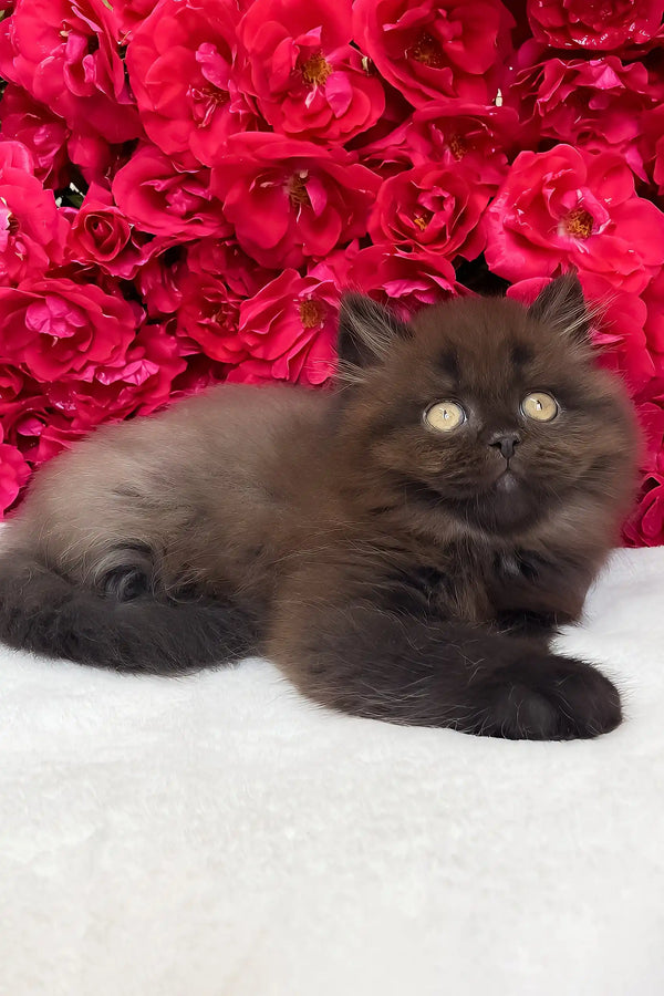 Zedan | british longhair kitten