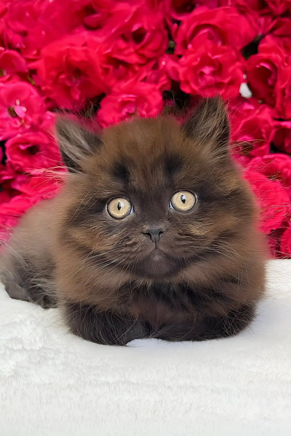 Zedan | british longhair kitten