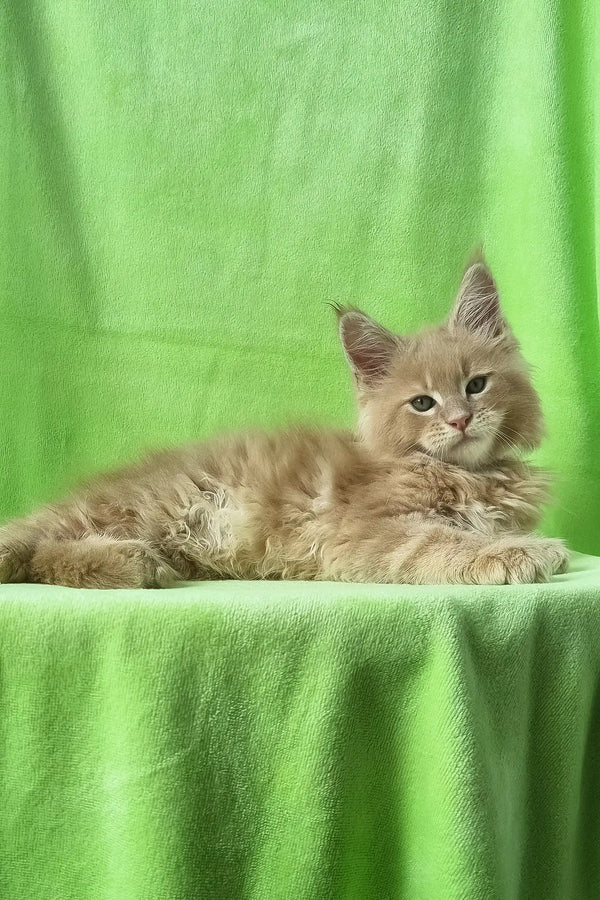 Zefir | maine coon kitten