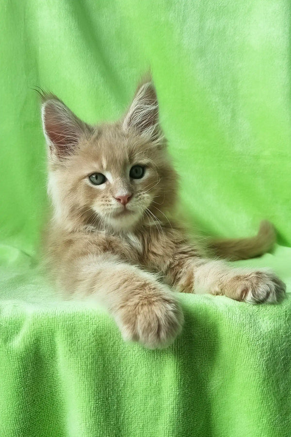 Zefir | maine coon kitten