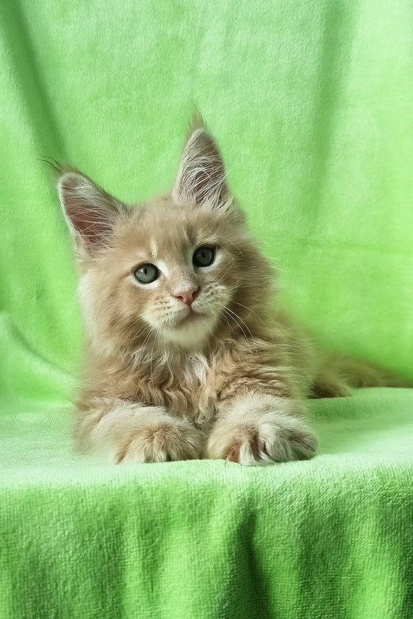 Zefir | maine coon kitten