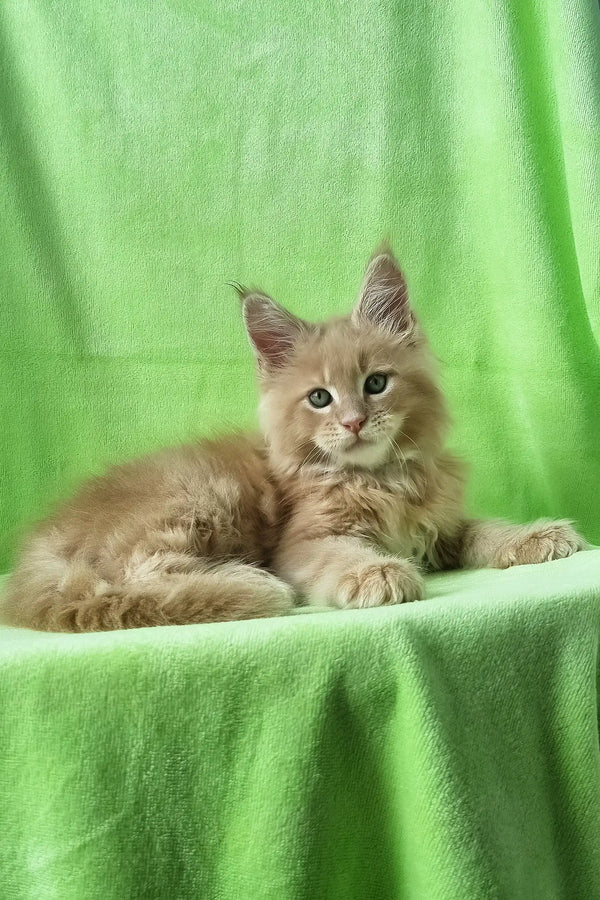 Zefir | maine coon kitten