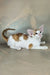 Zefir | oriental shorthair kitten