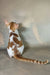 Zefir | oriental shorthair kitten
