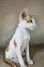 Zefir | oriental shorthair kitten