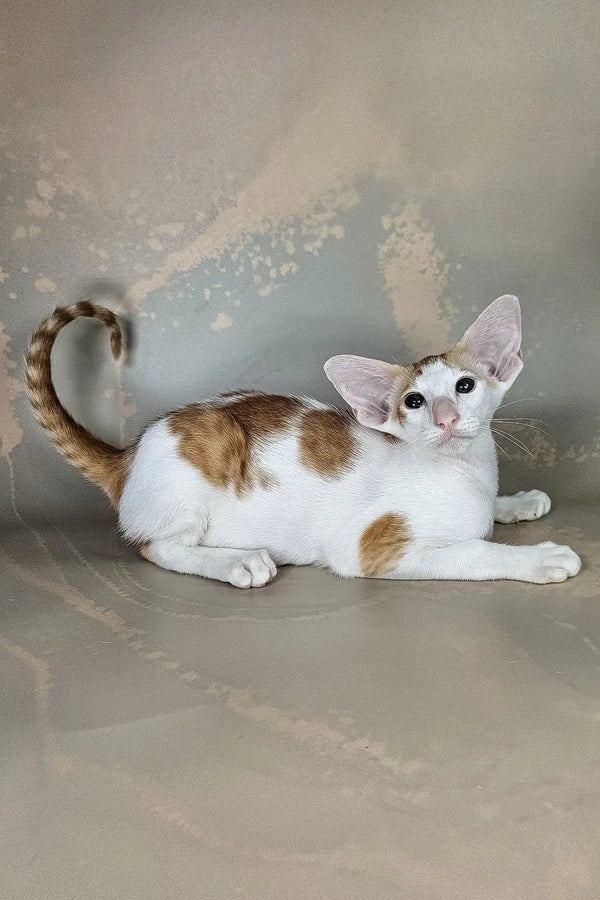 Zefir | oriental shorthair kitten