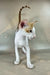 Zefir | oriental shorthair kitten