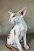 Zefir | oriental shorthair kitten
