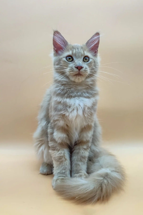 Fluffy gray and white Maine Coon kitten with bright blue eyes sitting upright