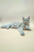 Light-colored Ragdoll kitten lounging with paws outstretched in Zehra product