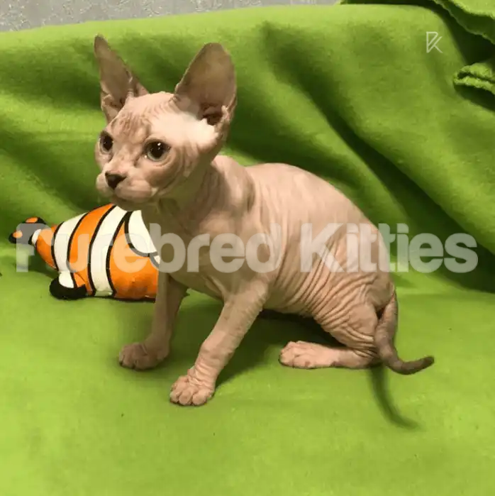 Sphynx Cats for Sale | Kittens For Zeke | Kitten