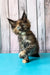 Zelda | maine coon kitten