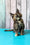 Zelda | Maine Coon Kitten