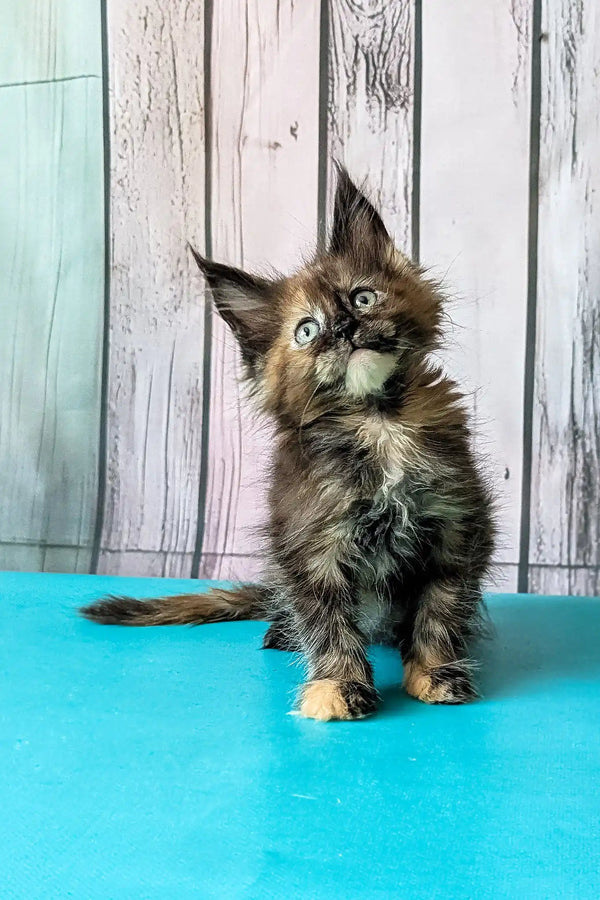 Zelda | maine coon kitten