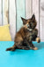 Zelda | maine coon kitten