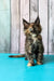Zelda | maine coon kitten