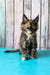 Zelda | maine coon kitten