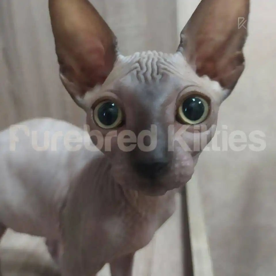 Sphynx Cats and Kittens for Sale Zelda | Kitten