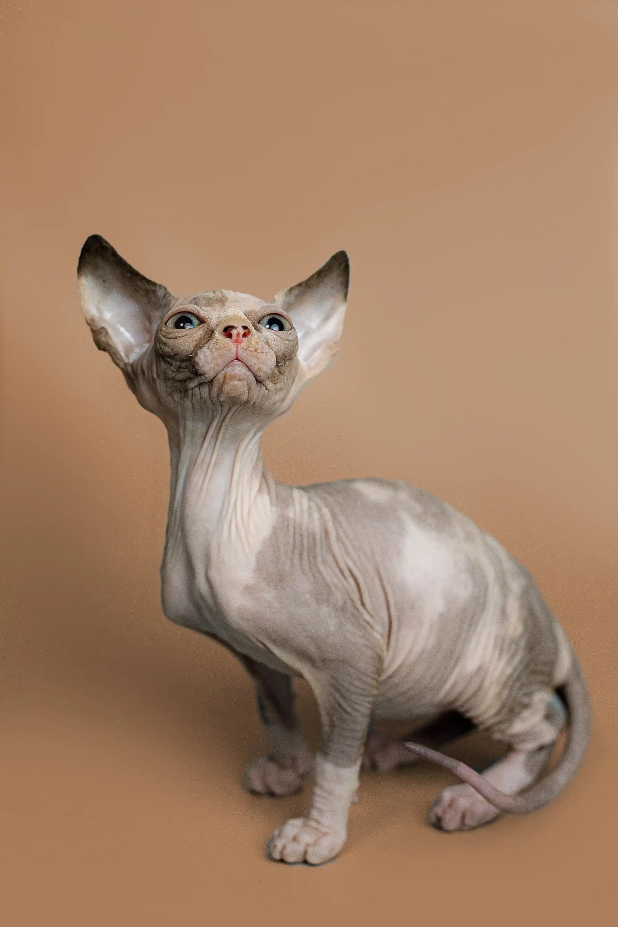 Hairless Sphynx Cats & Kittens for Sale Zella | Kitten