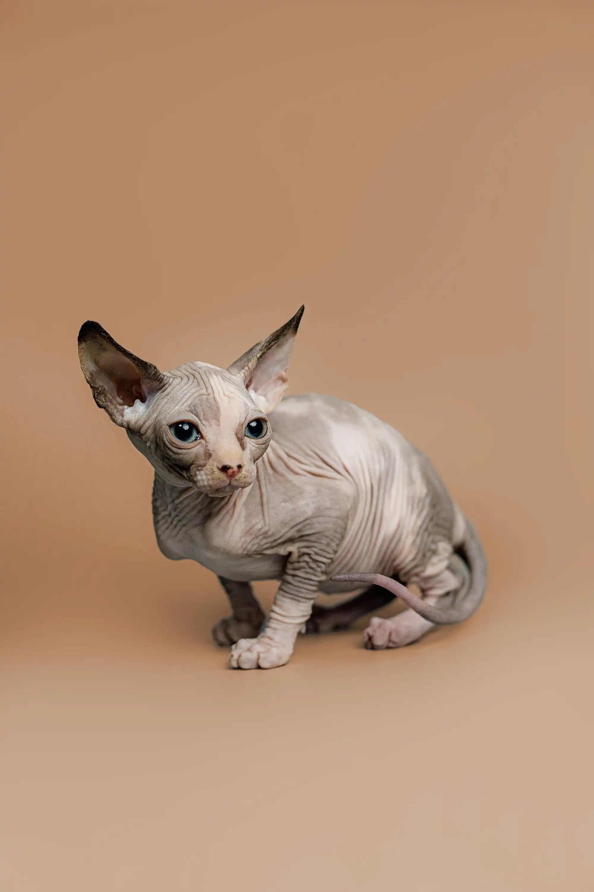Hairless Sphynx Cats & Kittens for Sale Zella | Kitten