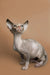 Charming female Sphynx kitten Zella with large ears and wrinkled skin sitting upright