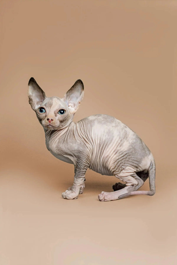 Charming female Sphynx kitten Zella with big ears and striking blue eyes