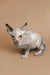 Charming female Sphynx kitten with wrinkled skin and big ears, Zella the Sphynx