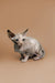 Adorable Hairless Sphynx kitten with large ears, the charming female Sphynx