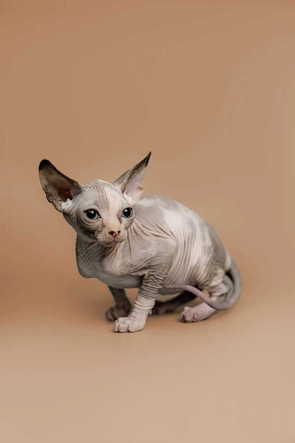 Adorable Hairless Sphynx kitten with large ears, the charming female Sphynx