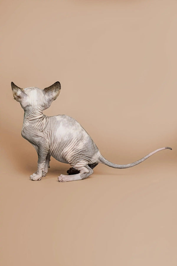 Charming female Sphynx kitten Zella sitting pretty with her tail extended