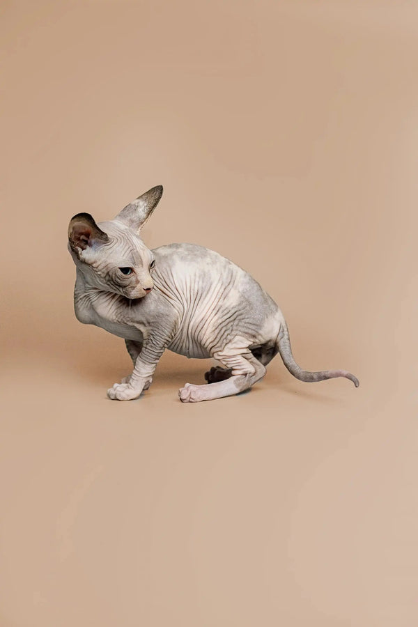 Charming female Sphynx kitten Zella sitting pretty with her head turned to the side