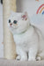 Cute fluffy white kitten from Zelya British Shorthair Kitten collection