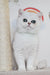 White British Shorthair kitten named Zelya with big adorable eyes