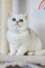 Adorable white British Shorthair kitten named Zelya with striking blue eyes