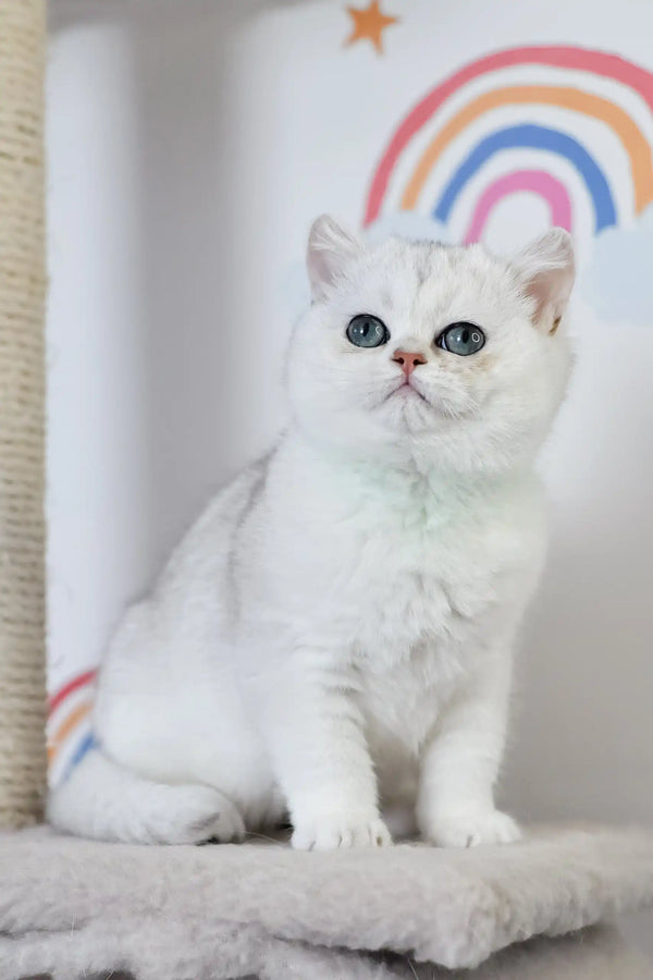 Adorable white British Shorthair kitten named Zelya with stunning blue eyes