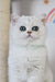 White British Shorthair kitten named Zelya with big eyes and fluffy fur