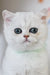 White British Shorthair kitten named Zelya with stunning blue eyes