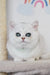 Cute white British Shorthair kitten Zelya with amazing blue eyes looking playful