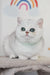 Cute White Cat with Big Eyes from Zelya British Shorthair Kitten Collection