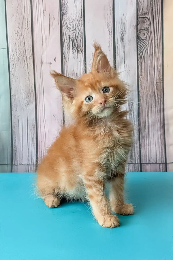 Zenith | maine coon kitten