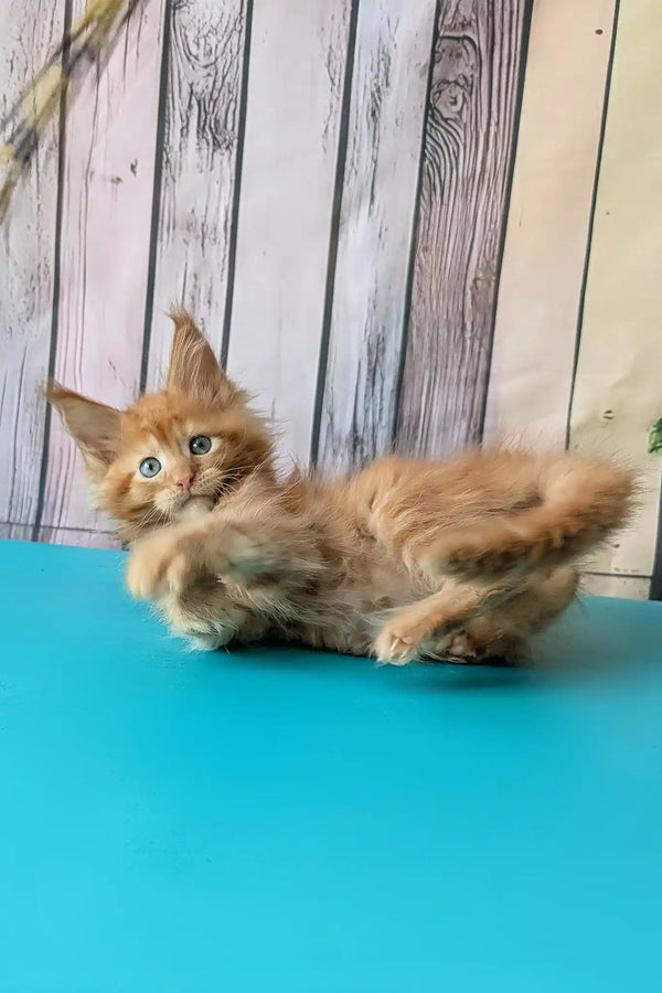 Zenith | maine coon kitten