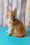 Zenith | Maine Coon Kitten