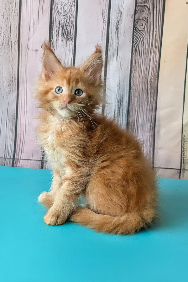 Zenith | maine coon kitten