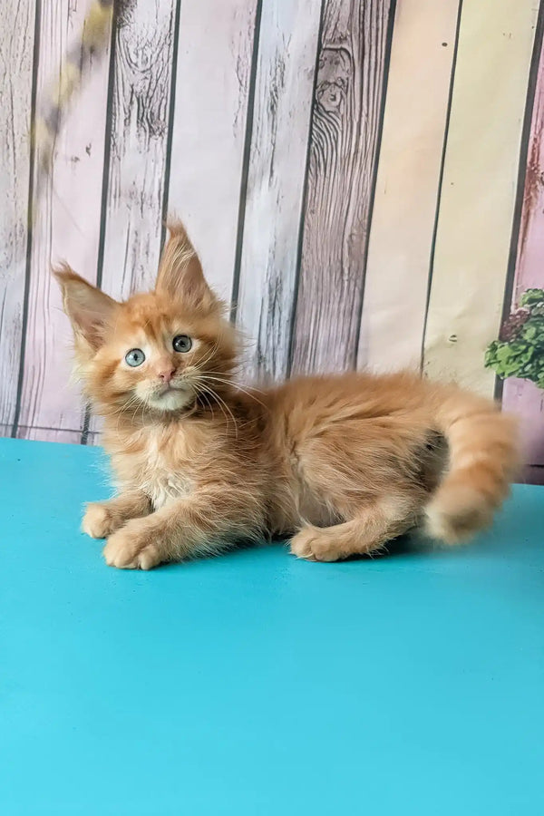 Zenith | maine coon kitten